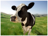 Mar 31, 2021 – NIST ‘Agricomb’ Measures Multiple Gas Emissions From…Cows